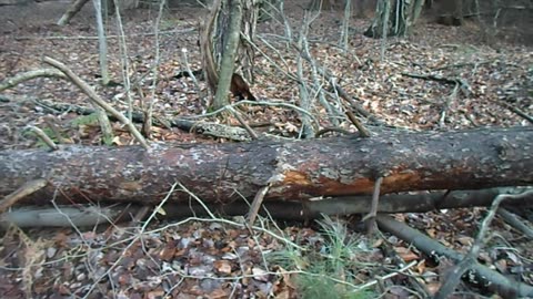 The Locusts of Revelation 9, Part 2