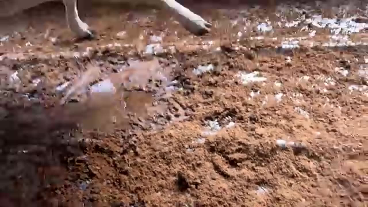 FIRST DAY Doing LIVESTOCK Haulage | It’s Not For Me!! | #truckertim