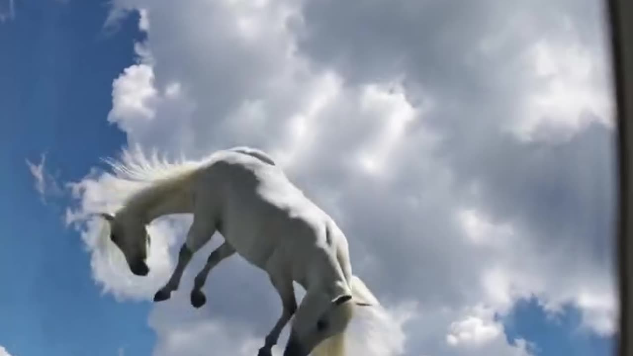 Horse video