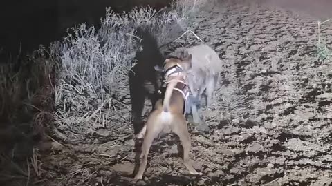 Boar vs Sow Difficulty