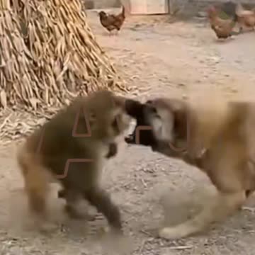 Funny animals video