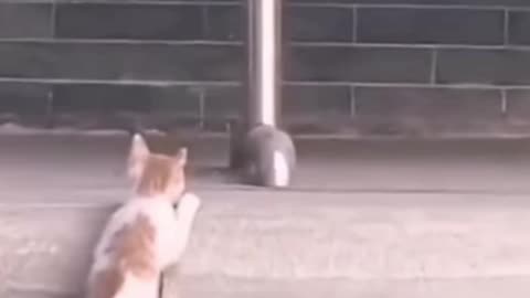 A Cat is getting its ass kicked by a bad ass bird!