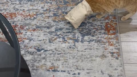 Orange Gets His Head Stuck in a Paper Bag