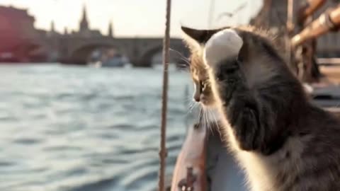 Sailing Cat