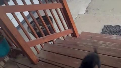 When Grandma Calls, You Listen 😂🐾