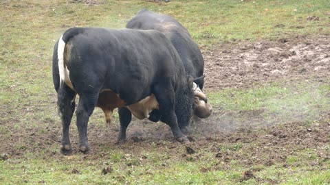 Brizan od Šide vs Peran od Karasalihovića Dar Mar 2025