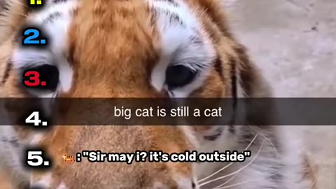 Ranking Best Big Cats in History