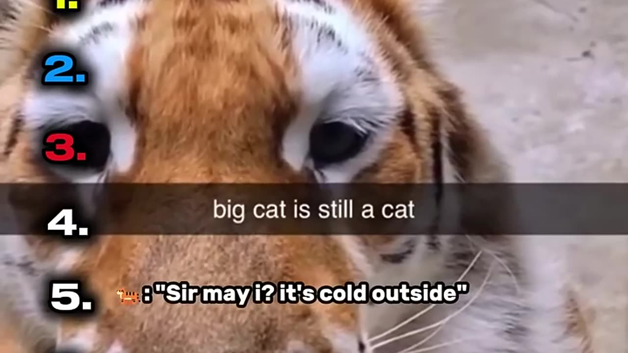 Ranking Best Big Cats in History