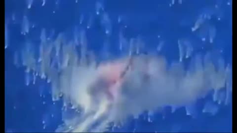 BREAKING: Venezuela Drug boat blown up heading to the US