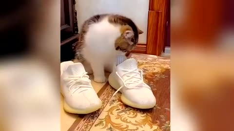 funny cat videos 2024