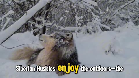 Siberian huskies