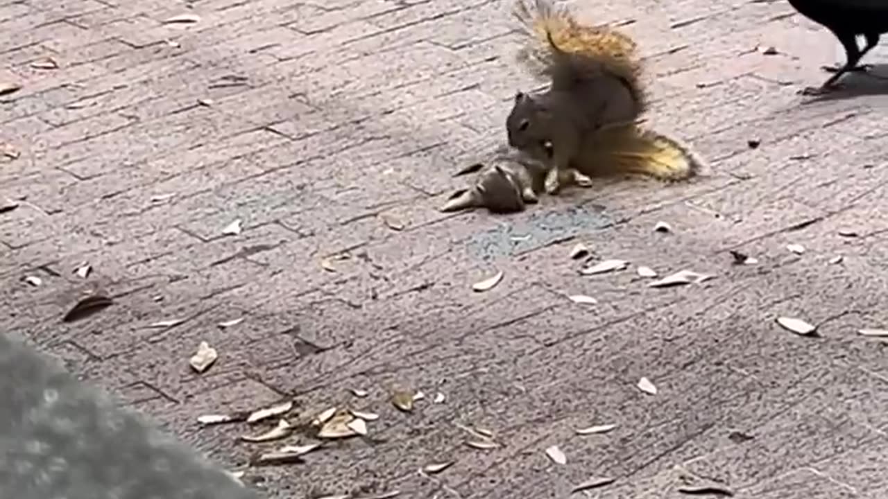 Squirrel Friendship