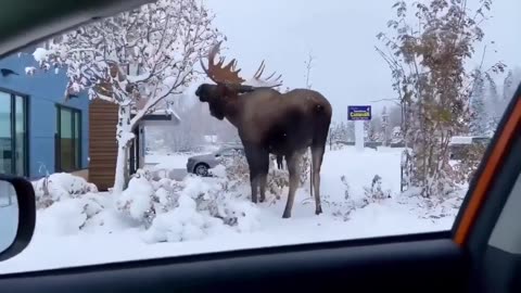 🤯✨ Witness the Magnitude of Adult Moose! | FeedMyCuriosity