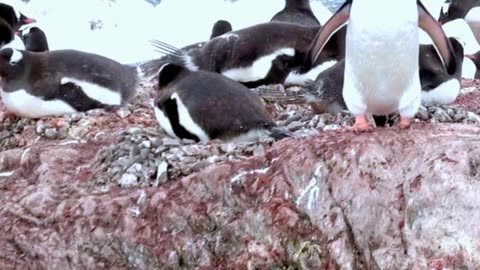What bird waddles on land, but hits 20 mph underwater? The Gentoo Penguin! #wildlifewonders