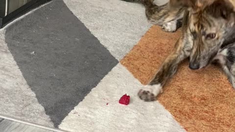 Lurcher Dog Versus Raspberry