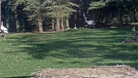 Jonas's exceptional performance on a beautiful, sunny autumn day 🤩🤩🥰🌞🎶🎶🎶