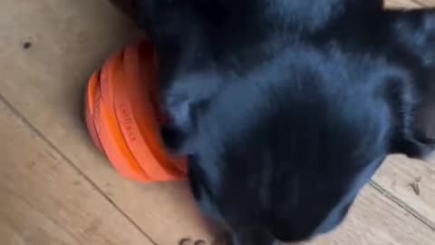 Dog Toys for Boredom – Tough Chew Toys for Energetic Dogs PetBuds