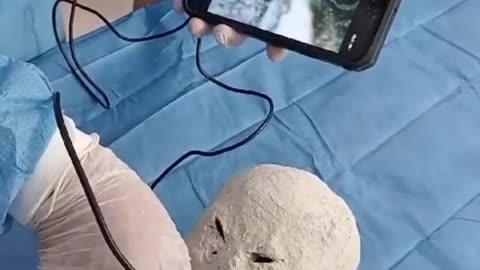 👀🔬 Dr. Zalce Analyzing The Interior Of The Eyes, Nose, And Mouth Of A Tridactyl | TheTruthAbove