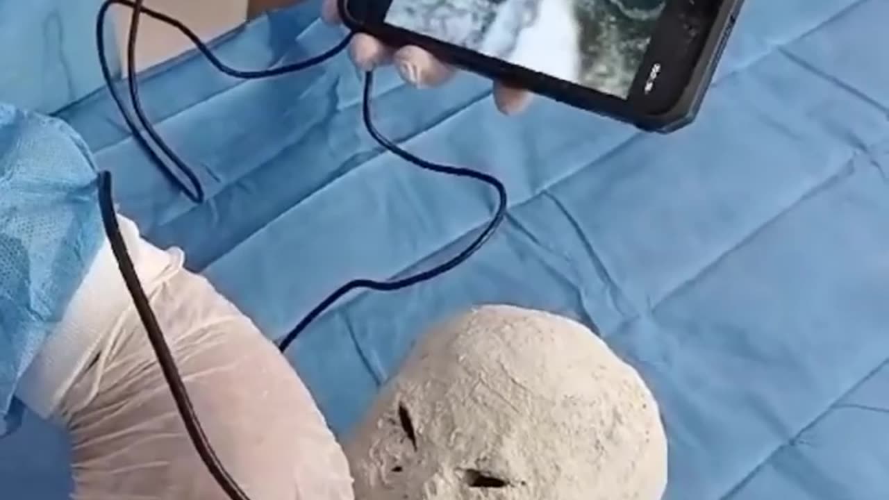 👀🔬 Dr. Zalce Analyzing The Interior Of The Eyes, Nose, And Mouth Of A Tridactyl | TheTruthAbove