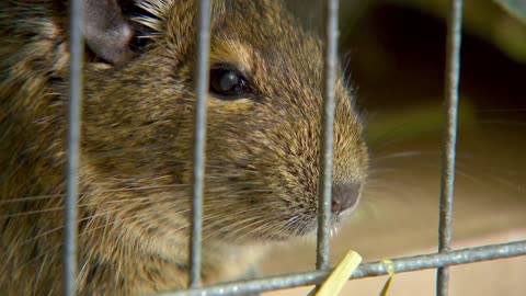 Mi Mascota y Yo - T02E02 - Degú