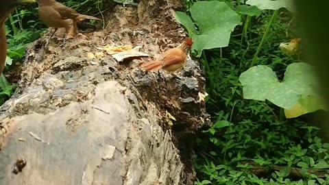 Yiguiro vs Thamnophilus doliatus