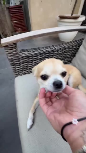 The Kuchi Kuchi Power💪🏻🫡😂