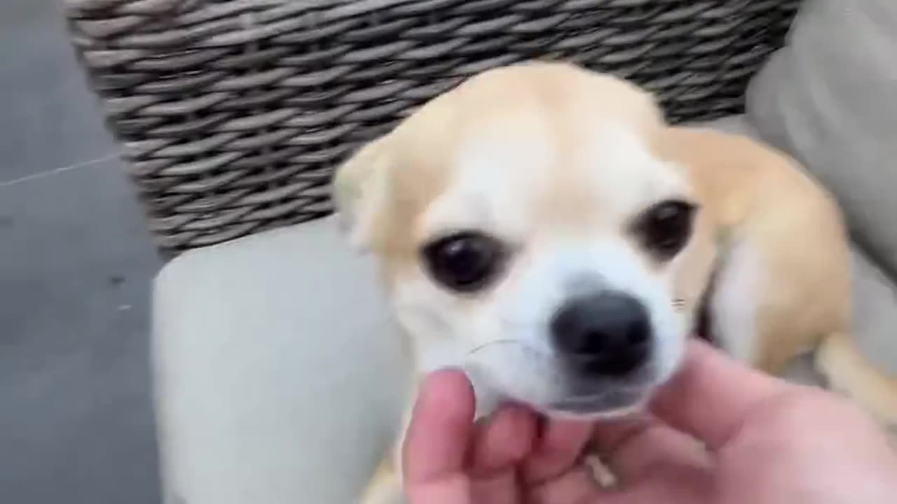 The Kuchi Kuchi Power💪🏻🫡😂