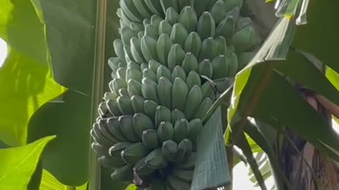 The Banana Tree: Nature’s Tropical Gift"