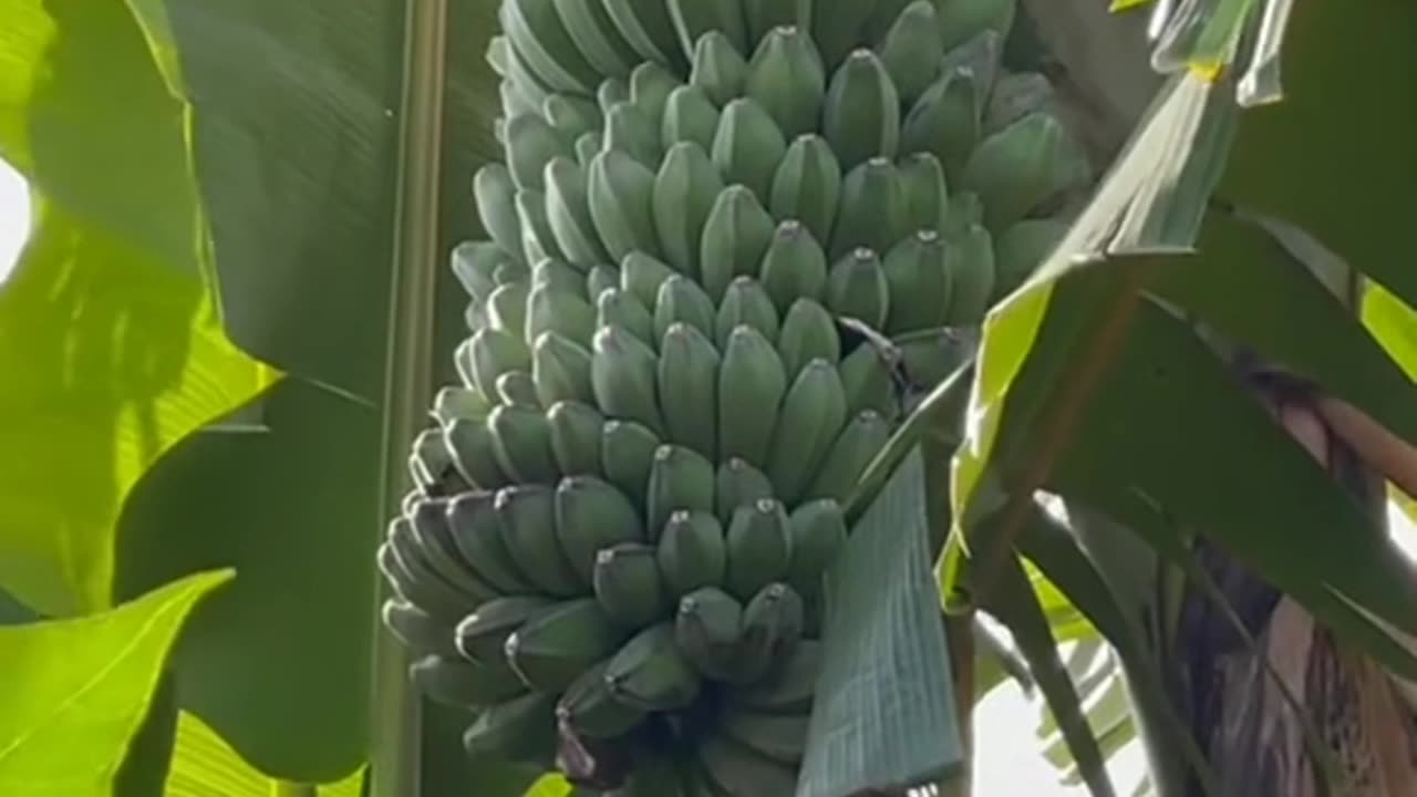 The Banana Tree: Nature’s Tropical Gift"