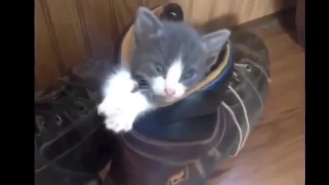 Funny cat videos 🤣 1 HOUR 😻 Try not to laugh 🐈❤️