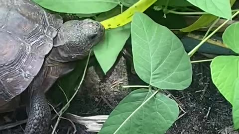 Goper chowing on mucuna