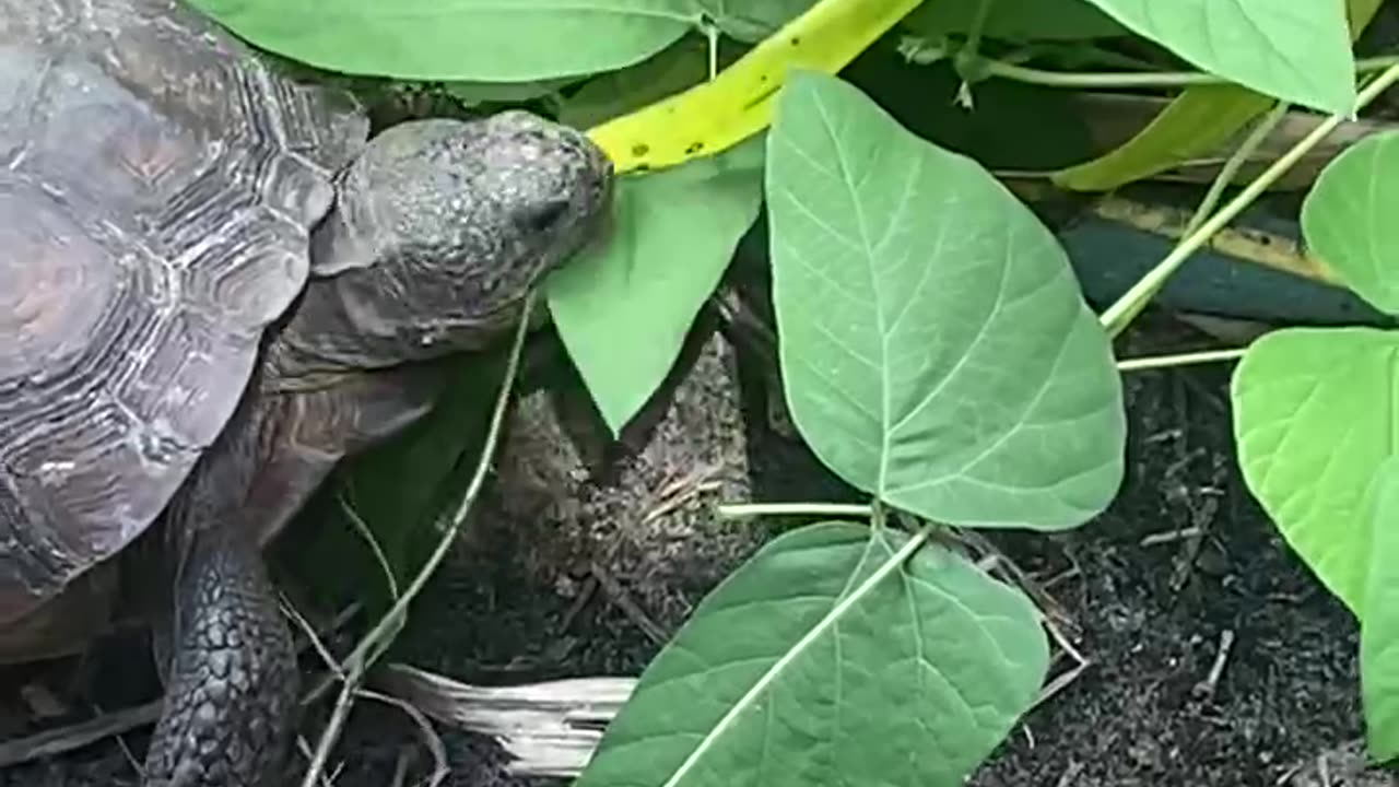 Goper chowing on mucuna