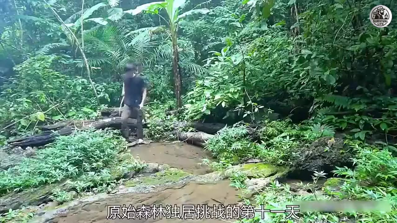 Isolated Survival Life with Heavy Bass Remix