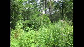Mother Of Herbs Mugwort July 2024