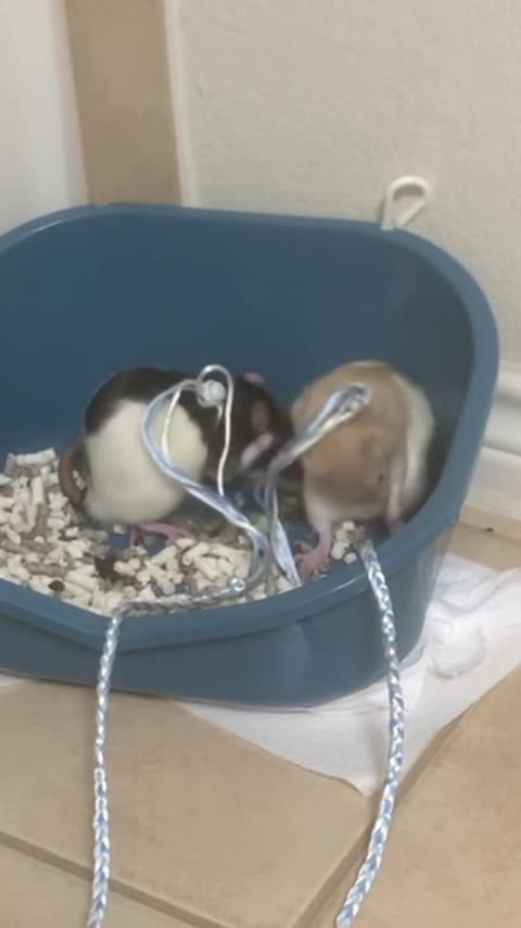 Fancy Rats Grooming Session in the Litter Box