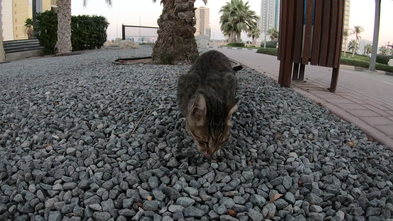 Homeless cat in Ras Al Khaimah, UAE: MICHAEL JACKSON #cat #cats #MichaelJackson #UAE #pets #pet #4u