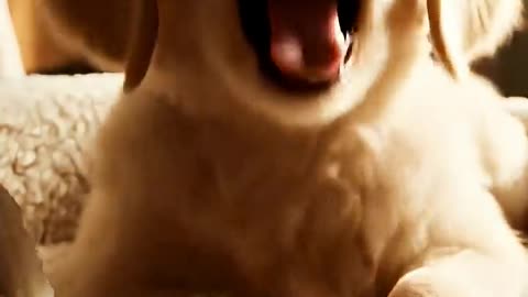 Baby Golden Retriever Takes First Wobbly Steps