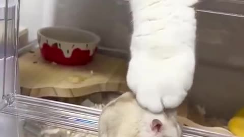 An unexpected friendship: Tiny fluff vs. Big fluff! 🐹🐱♥️