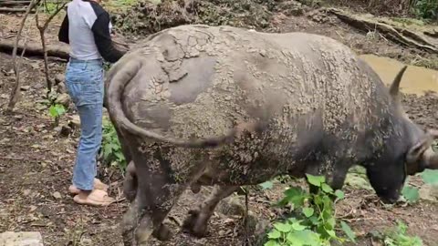 10. A buffalo spotting water