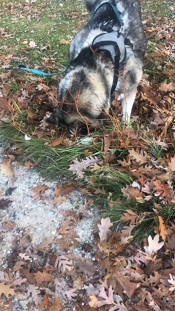 Friday November 21, Then God said to Abraham.