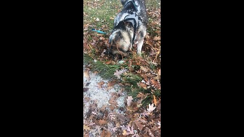 Friday November 21, Then God said to Abraham.