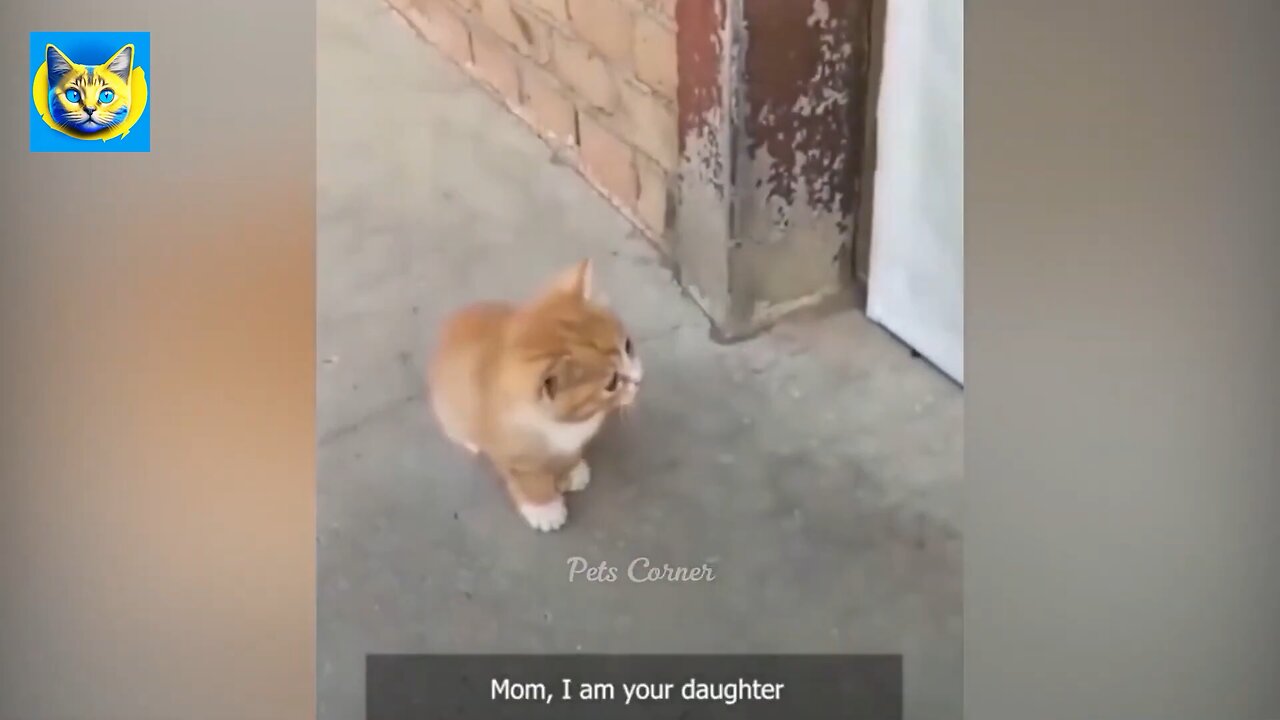 Epic Cat vs Dog Battle! Who Will Win? (Funny & Cute)