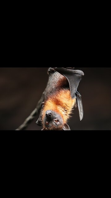 The Flying Mammal that Inspired Sonar!
