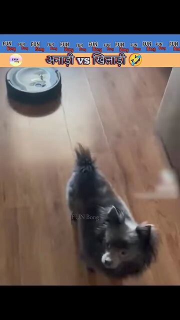 Bhukh lagi he FUNNY DOG &CAT