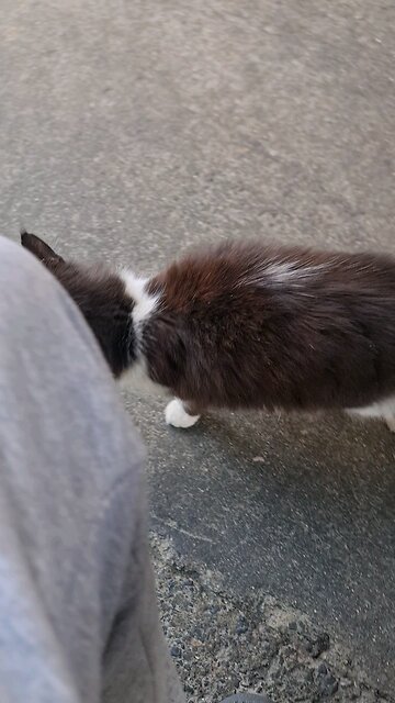 I love cats meowing #kfccat