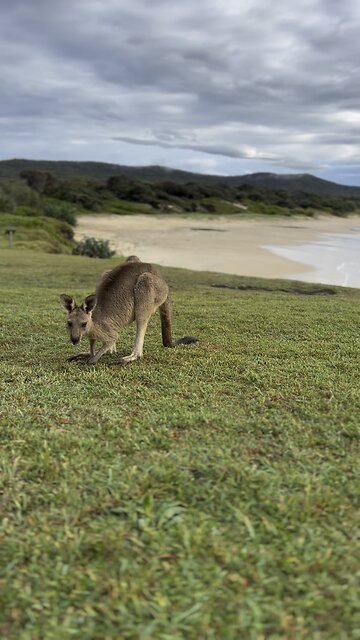 Australian kangaroos
