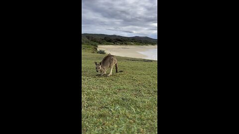 Australian kangaroos