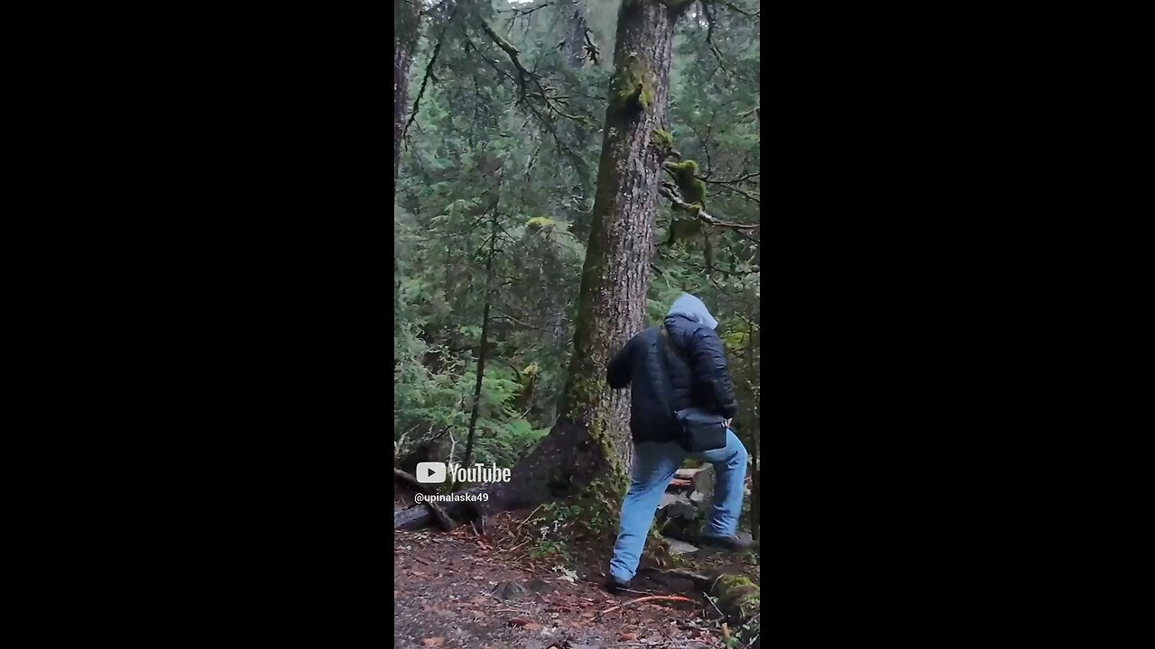 Alaskan rainforest #Subscribe #Alaska #Outdoors #Nature #Forest #Hiking #Camping #fyp #Trending