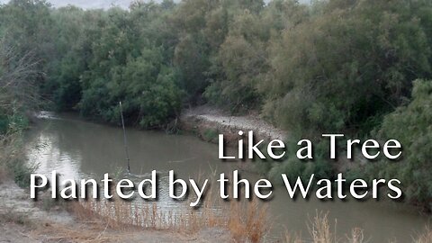 Like a Tree Planted by the Waters - Luke 6:17-26 - 6th Sunday after Epiphany - February 16, 2025