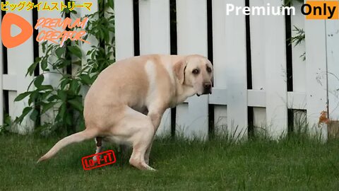 [LoW eFfOrT] PreEeEmium Streamium